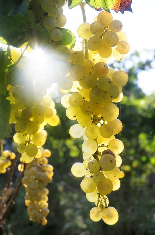 Albergo 'La Vigna' Procida Esterno foto