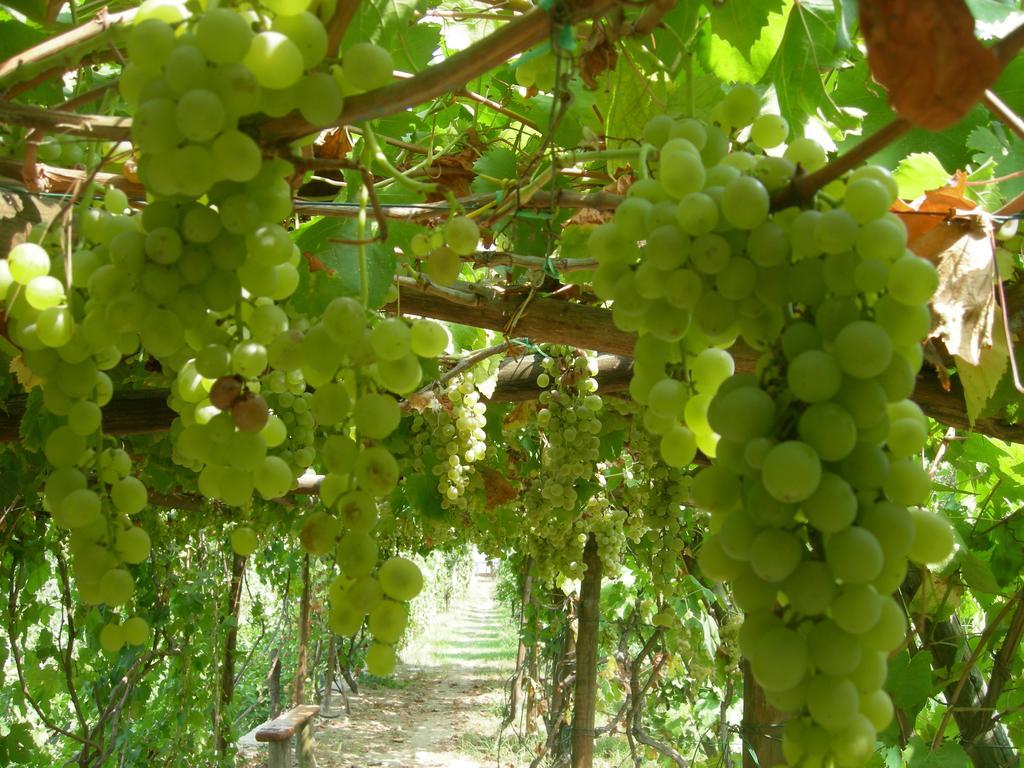 Albergo 'La Vigna' Procida Esterno foto