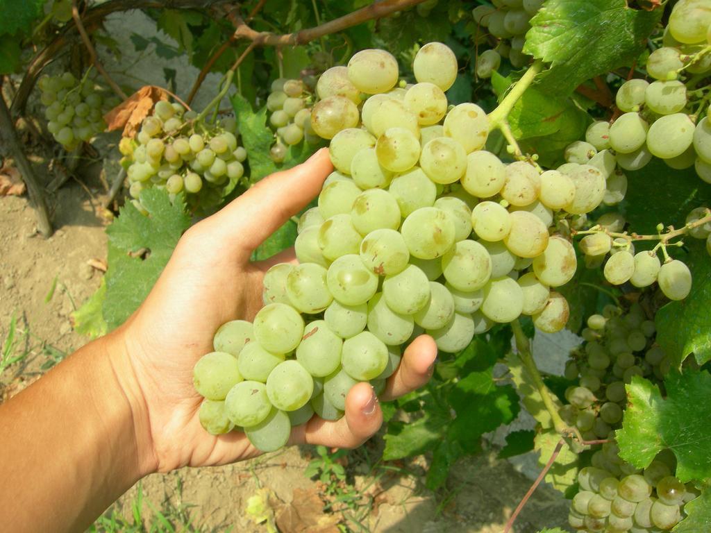 Albergo 'La Vigna' Procida Esterno foto